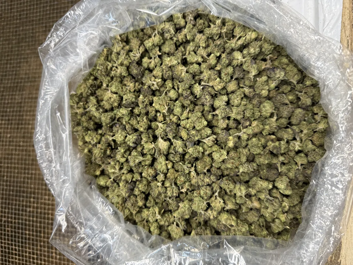 Gush Mintz Packaged Flower